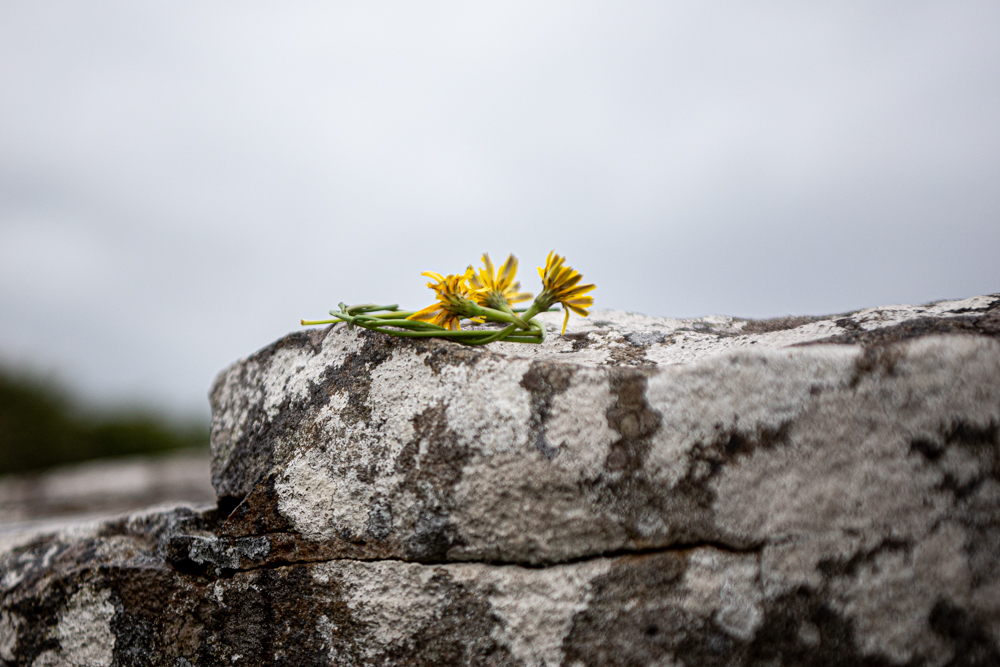 Image of our offering at Creevykeel 