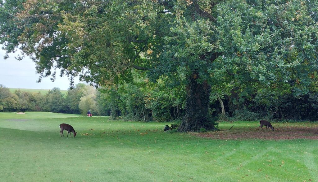Two deer grazing under a large tree at Stepaside Golf Course, Dublin