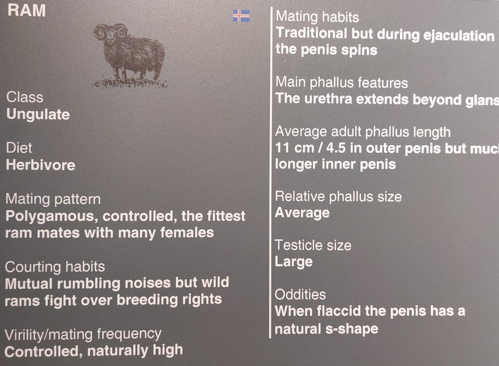 Information board in the the Penis Museum with the profile of a ram, which has an average sized phallus but it's s-shaped and spins during intercourse.