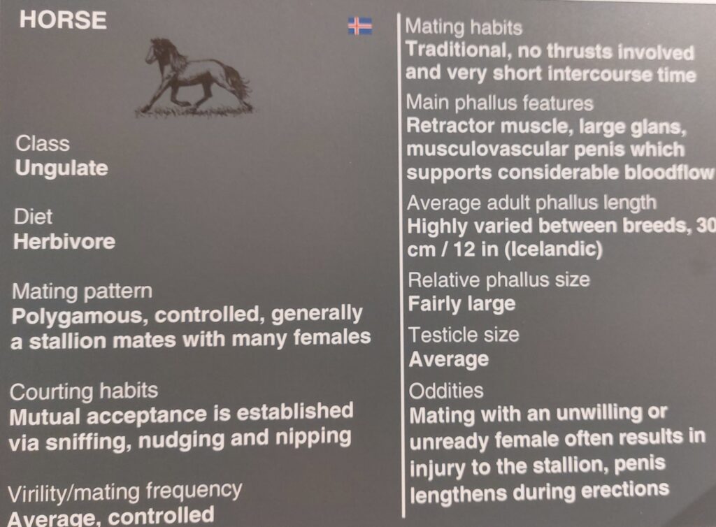 Information board in the the Penis Museum with the profile of a horse. which has a 'fairly large' phallus relative to its size but very short intercourse time.